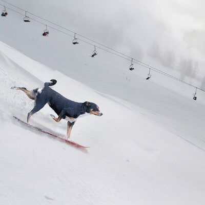 Hund åker snowboard.
